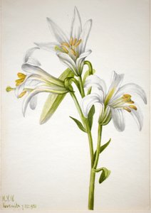 Washington Lily Lilium washingtonianum, 1933. de Mary Vaux Walcott