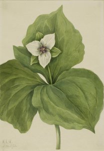 Álbum Wax Trillium Trillium, 1921. de Mary Vaux Walcott