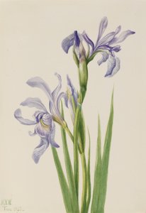 Bandeira Azul do Oeste (Iris missouriensis) de Mary Vaux Walcott