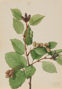 Alder Alnus sinuata verde ocidental, 1922. de Mary Vaux Walcott