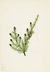 Western Hemlock Tsuga heterophylla, 1924. de Mary Vaux Walcott