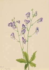 Monkshood Aconitum columbianum do Oeste, 1933. de Mary Vaux Walcott