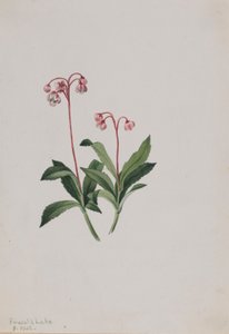 Pipsissewa ocidental (Chimaphila umbellata) de Mary Vaux Walcott