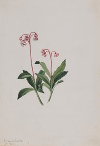 Western Pipsissewa Chimaphila umbellata, 1902. de Mary Vaux Walcott
