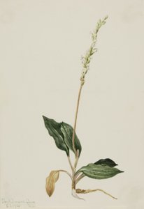Cobra Cascavel Ocidental Plantain Peranium decipiens, 1905. de Mary Vaux Walcott