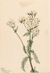 Yarrow ocidental (Achillea lanulosa) de Mary Vaux Walcott