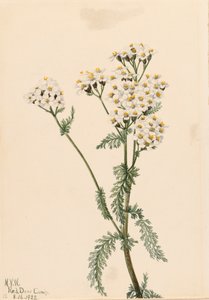 Western Yarrow Achillea lanulosa, 1922. de Mary Vaux Walcott