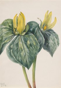 Flor de tordo (Trillium hugeri) de Mary Vaux Walcott