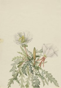 Dawnrose Pachyloplus marginatus branco, n.d. de Mary Vaux Walcott