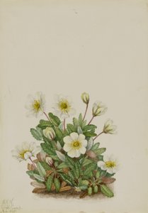 Dryad branco (Dryas octopetala)