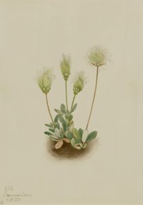 Dryad branco (Dryas octopetala) de Mary Vaux Walcott