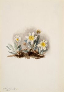 Dryad Dryas octopetala branco, 1902. de Mary Vaux Walcott