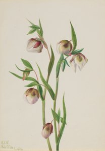 Lanterna de fada branca (Calochortus albus) de Mary Vaux Walcott