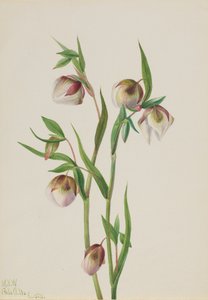 Lanterna das Fadas Brancas Calochortus albus, 1933. de Mary Vaux Walcott