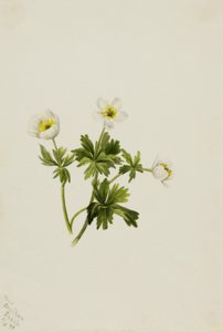 Flor de Globo Branca (Trollius albiflorus) de Mary Vaux Walcott