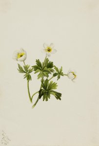White Globeflower Trollius albiflorus, 1899. de Mary Vaux Walcott