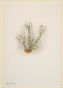 Urze branca (Phyllodoce grandiflora) de Mary Vaux Walcott