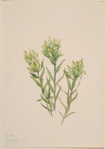 Pincel branco da Índia (Castilleja occidentalis) de Mary Vaux Walcott