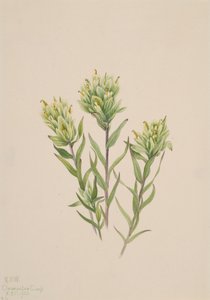 Pincel Branco Indiano Castilleja occidentalis, 1920. de Mary Vaux Walcott