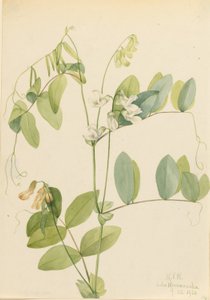Ervilha branca (Lathyrus ochroleucus) de Mary Vaux Walcott