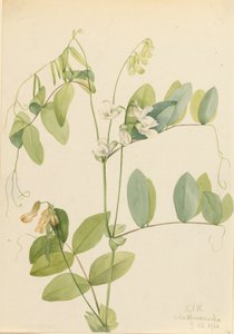 White Pea Lathyrus ochroleucus, 1920.