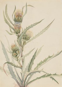 Cardo Branco Cirsium hookeranum, s.d. de Mary Vaux Walcott