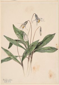 Truta branca (Erythronium albidum)