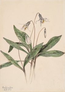 White Troutlily Erythronium albidum, 1919. de Mary Vaux Walcott