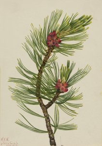 Pinheiro-branco (Pinus albicaulis) de Mary Vaux Walcott