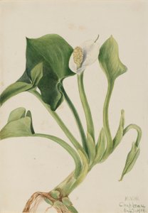 Calla selvagem (Calla palustris) de Mary Vaux Walcott