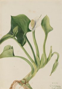 Wild Calla Calla palustris, 1919. de Mary Vaux Walcott