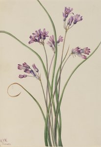 Jacinto-selvagem (Brodiaea pulchella) de Mary Vaux Walcott