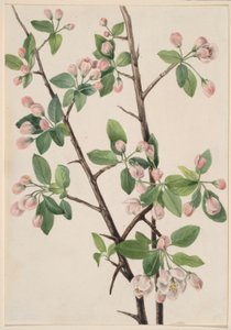 Sapateira (Malus coronaria) de Mary Vaux Walcott