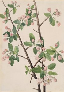 Wild Sweet Crab Malus coronaria, 1920. de Mary Vaux Walcott