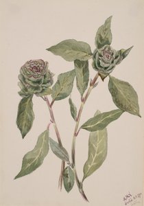 Willow Salix, 1900. de Mary Vaux Walcott