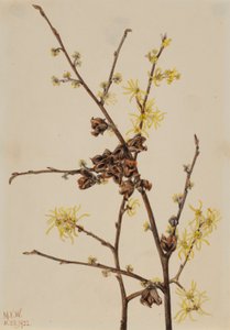 Hamamélis (Hamamelis virginiana) de Mary Vaux Walcott