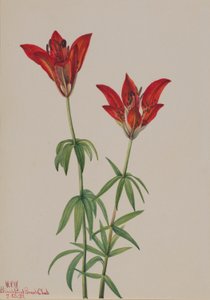 Lírio-da-madeira (Lilium philadelphicum) de Mary Vaux Walcott