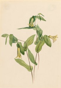 Wood Merrybells Uvularia perfoliata, s.d. de Mary Vaux Walcott