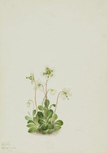 Ninfa da madeira (Moneses uniflora) de Mary Vaux Walcott