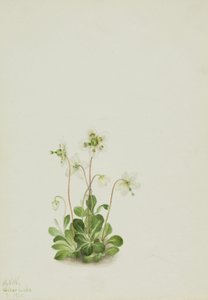Wood Nymph Moneses uniflora, 1925. de Mary Vaux Walcott