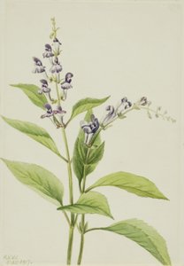 Caveira de madeira Scutellaria serrata, 1917. de Mary Vaux Walcott
