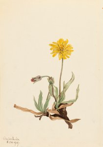 Woolly Agoseris Agoseris villosa, 1919. de Mary Vaux Walcott