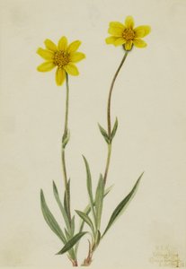 Arnica lanuda (Arnica tomentosa) de Mary Vaux Walcott
