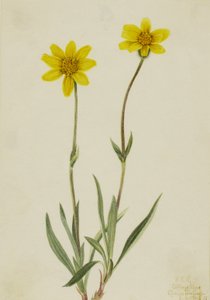 Woolly Arnica Arnica tomentosa, 1920. de Mary Vaux Walcott