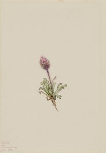 Erva-de-são-joão (Erigeron lanatus)