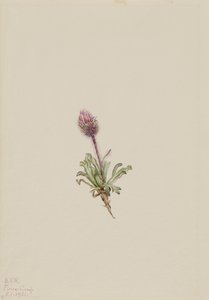 Woolly Fleabane Erigeron lanatus, 1921. de Mary Vaux Walcott