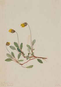 Dryad amarelo (Dryas drummondii) de Mary Vaux Walcott