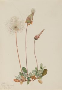 Dryad amarelo (fruto) (Dryas drummondii) de Mary Vaux Walcott