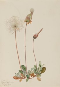Dryad de fruta amarela Dryas drummondii, 1920. de Mary Vaux Walcott