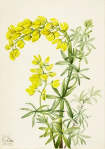 Tremoço amarelo (Lupinis arboreus) de Mary Vaux Walcott